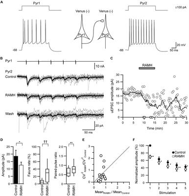 Histamine H3 Heteroreceptors Suppress Glutamatergic and GABAergic Synaptic Transmission in the Rat Insular Cortex